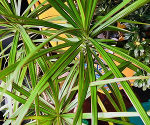 Dracena obrzeżona, Dracaena marginata