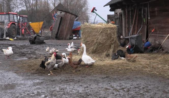 Rolnicy. Podlasie. Gorąco w Plutyczach. Gienek i Sławek próbowali zagonić cielaki do obory
