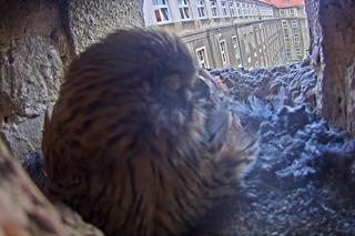 W gnieździe sokołów złożonych zostało 6 jaj