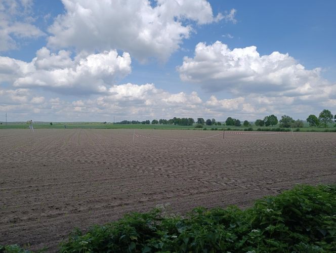 Żurawie zjadły mi kukurydzę