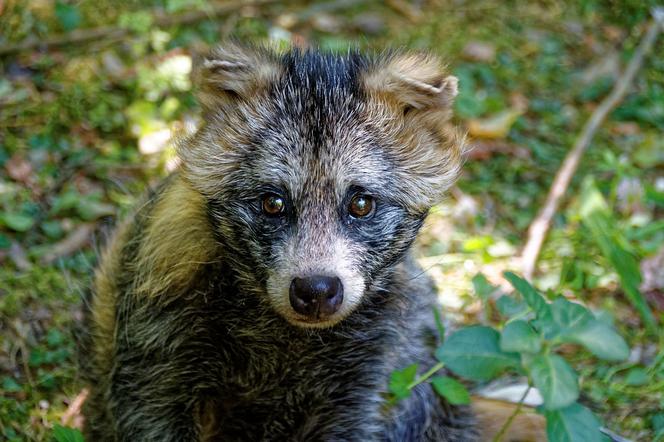 Środek do odstraszania kun? W zoo urywają się telefony