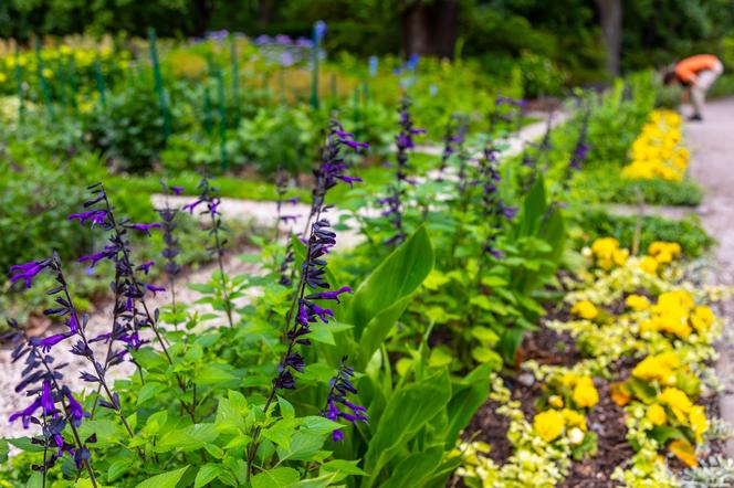 7 najładniejszych ogrodów botanicznych w Polsce. Kiedy je odwiedzić i gdzie są?