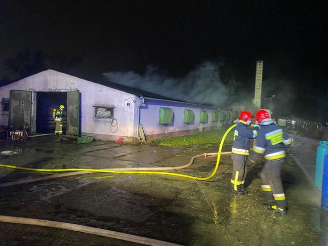 Pożar kurnika w Lubawie. Są straty w inwentarzu