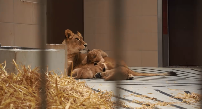 Mama i nowe lwiątka w gdańskim zoo.