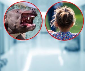 Amstaff pogryzł 2-latkę na oczach matki! Trafiła do szpitala. Przerażające sceny w mieszkaniu