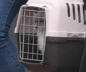 Limuzyną SOP zawiozła kota do weterynarza