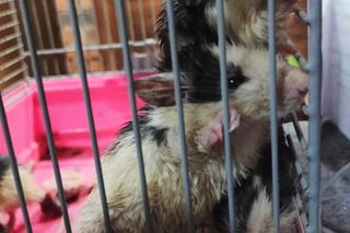 Dramat w Rudzie Śląskiej. Zwierzęta zostały pozostawione na pewną śmierć przy śmietniku