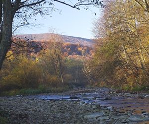 Ustrzyki Górne - tę wieś na Podkarpaciu odziedziczyła bezdzietna wdowa. W XVII wieku miejscowość zdziesiątkowało „morowe powietrze”