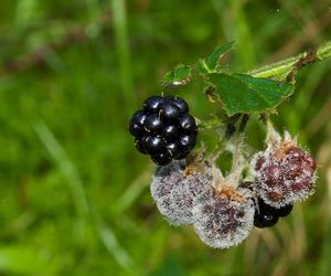 Szarobiały nalot na owocach jeżyny bezkolcowej