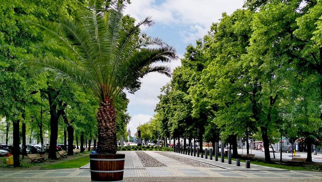 Las Palmas przyjechało na Śląsk. Gliwice niczym egzotyczny kurort dla turystów
