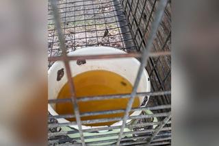 Hodowca skazany, ale ferma w Długich Starych koło Leszna działa dalej?