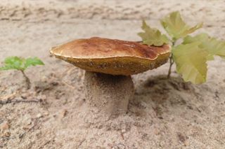 Pierwsze grzyby w woj. warmińsko-mazurskim. Leśnicy oficjalnie potwierdzają! 