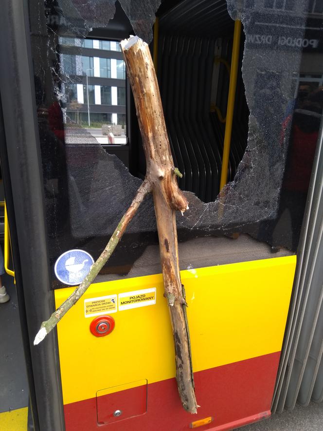 Drzewo wybiło szybę w łódzkim autobusie