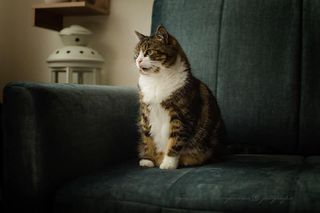 Światowy Dzień Kota. Oto milusińscy naszych Czytelników!