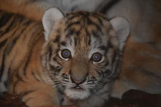 Wielka radość w zamojskim zoo! Na świat przyszły dwa tygryski!