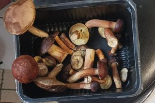 Prawdziwy wysyp grzybów w woj. lubelskim! Czytelnicy w koszykach mają setki borowików!