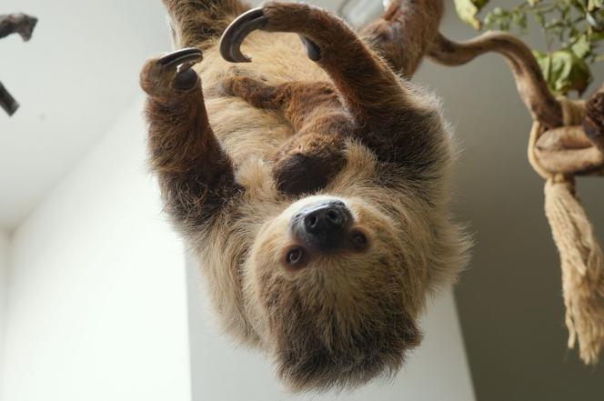 We wrocławskim zoo urodził się pierwszy leniwiec