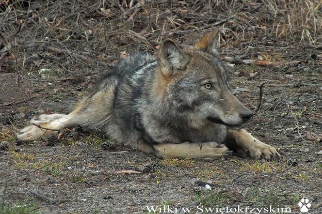 Uwaga na spacerach w lesie! Pod Starachowicami GRASUJE wataha wilków!