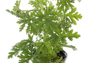 Pelargonia pachnąca (Pelargonium graveolens) - uprawa, pielęgnacja, zastosowanie