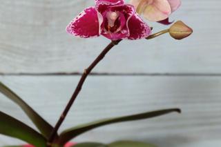 Co zrobić, żeby storczyk miał dużo kwiatów? Nawóz z cebuli do storczyków