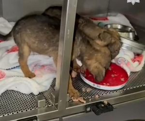 Porzucone szczeniaki w pudełku znalezione w środku lasu