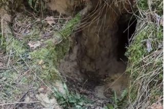 Tak wygląda nora wilków od środka! Na wyjątkowym filmie widać cały kompleks korytarzy i jam