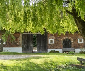Wierzba płacząca 