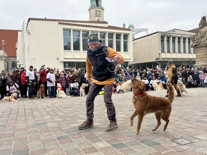 Golden Retriever WOŚP 2024 w Poznaniu. Psiaki też zbierają na dzieciaki. Kwesta na WOŚP i pokazy Golden Retrieverów 