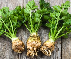 Seler zwyczajny: właściwości i zastosowanie lecznicze. Jakie korzyści daje jedzenie selera?