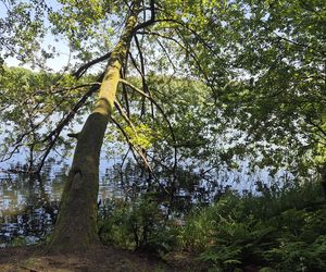 To jedno z największych jezior w Olsztynie. Kusi turystów piaszczystymi plażami