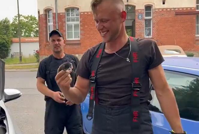 Portowa Straż Pożarna uratowała uwięzionego kotka. Był wielkości dłoni