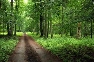 Białowieża i Białowieski Park Narodowy