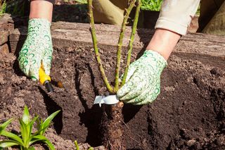 Dlaczego październik to idealny czas na sadzenie róż w ogrodzie?