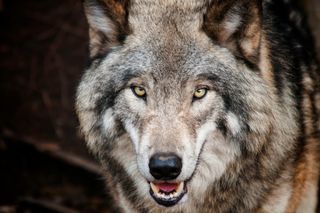 Wilki w Bieszczadach nie będą już gatunkiem ściśle chronionym