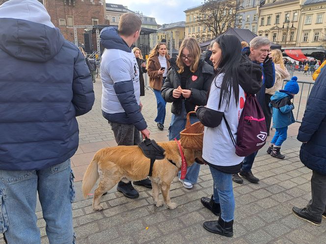 33. Finał WOŚP z grupą krakowskich Golden Retrieverów