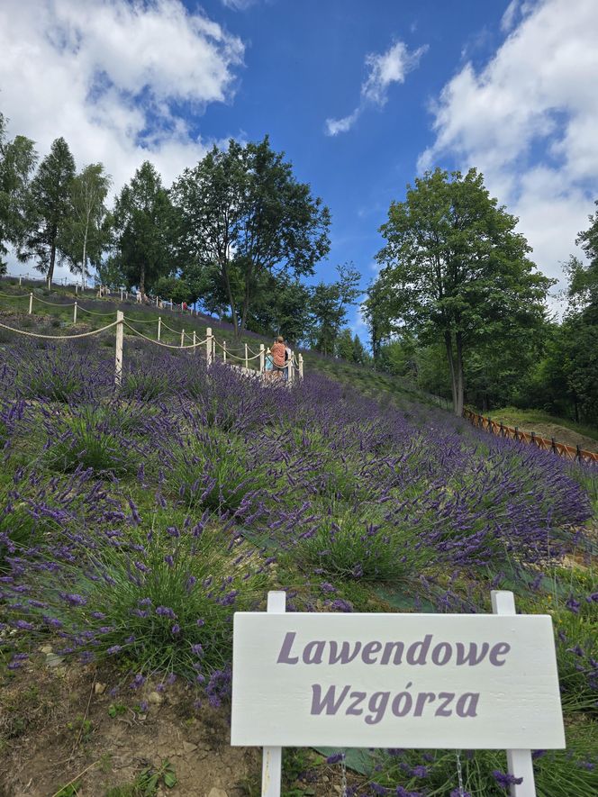 Najwyżej położona w Polsce plantacja lawendy znajduje się w Szczawnicy
