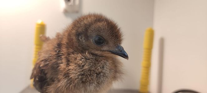 Nowy maluch w warszawskim ZOO. Jest znany z niezwykłego tańca!