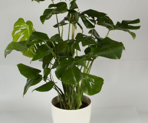 Rosliny doniczkowe na podporach