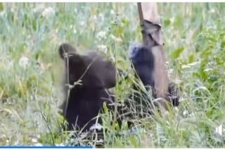 Bieszczadzkie misie lubią technologie