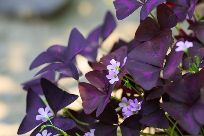 Szczawik trójkątny - Oxalis triangularis