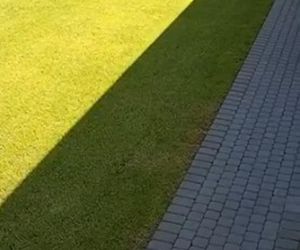 Niedźwiedź w Wilnie