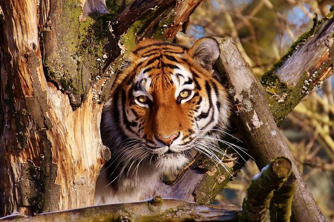 Tygrysica Ania zamieszkała w ZOO w Myślęcinku