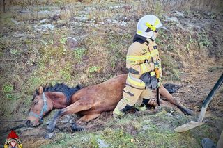 Imielin: Strażacy ratowali konia. Zwierzę wpadło do rowu i nie mogło się wydostać