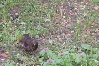 Ogród Botaniczny UKW jest jak nowy. Sprawdźcie, co się tam zmieniło!