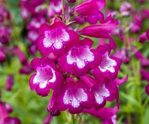 Penstemon 'Marilyn'