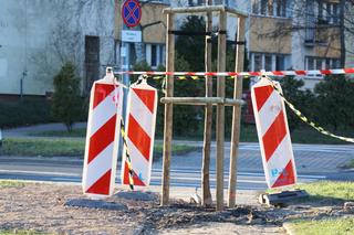 Posadzili drzewo na środku chodnika