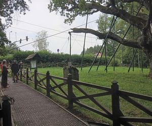 Dąb Bartek w Zagnańsku