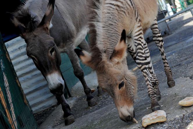Zebroid