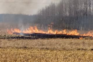 Coraz więcej pożarów traw w Lubuskiem