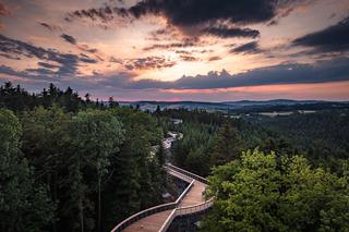 Ścieżka w koronach drzew 